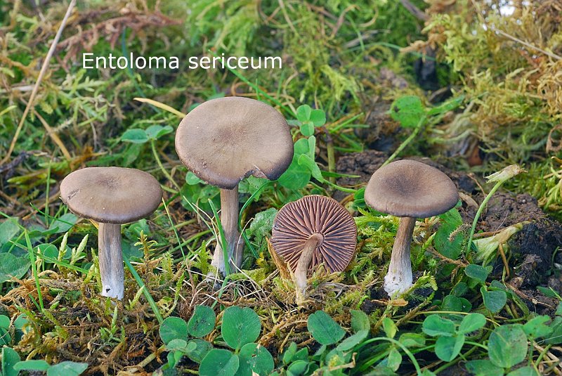 Entoloma sericeum-amf787.jpg - Entoloma sericeum ; Syn: Rhodophyllus sericeus ; Nom français: Entolome soyeux